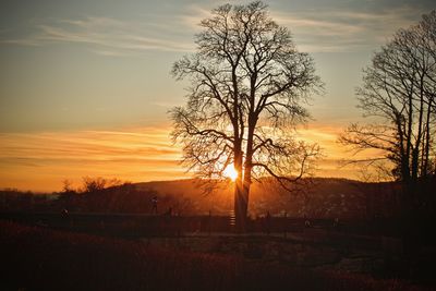 Silhouette bare tree on field against sky at sunset