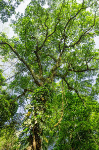 Low angle view of tree against sky