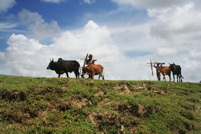 Horses on a field