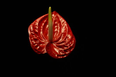 Close-up of strawberry over black background