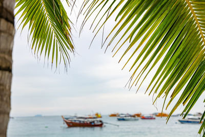 Palm tree by sea against clear sky