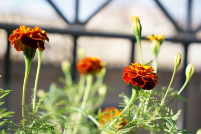 Close-up of orange flowers blooming outdoors