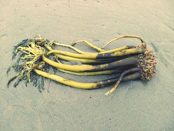 High angle view of bananas on sand