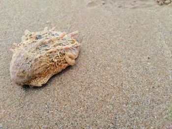 High angle view of shells on beach