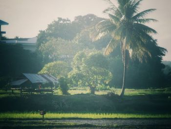 Palm trees on field against sky