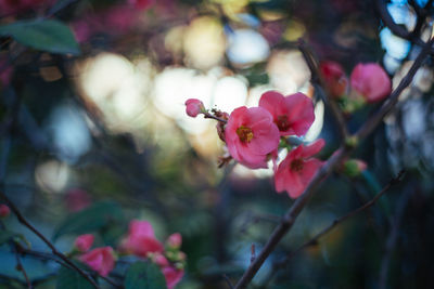 Close-up of pink flowers