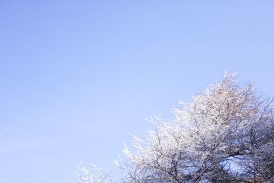 Low angle view of blooming tree against clear blue sky