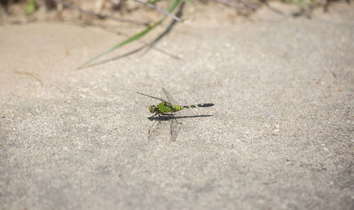 Pondhawk dragonfly that has just landed on a sidewalk