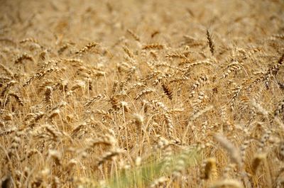 Harvest time in the catalan countryside