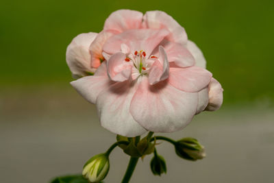 Geranium flower