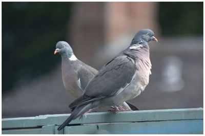 Close-up of pigeon perching on railing