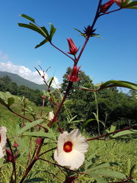 Close-up of fresh flowers against sky