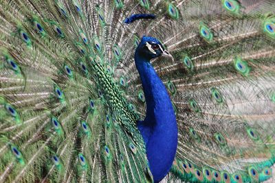 Full frame shot of fanned out peacock