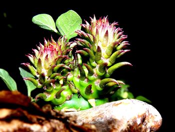 Close-up of succulent plant against black background