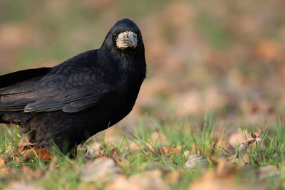 Close-up of bird perching on a field