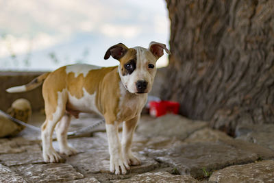 Portrait of dog standing on land