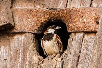Close-up of sparrow in birdhouse