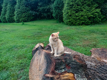 Cat lying on a land