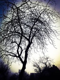 Low angle view of silhouette tree against sky