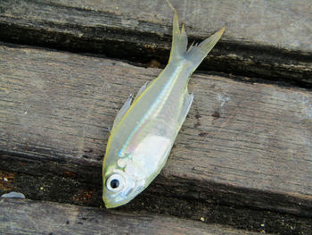 Close-up of fish on wood