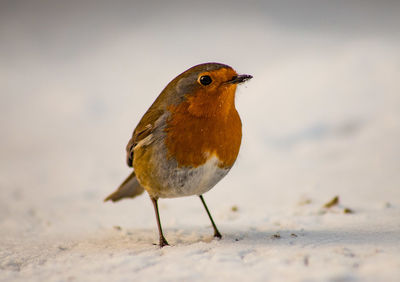 Scottish winter wildlife, red robin 