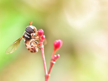 Close-up of insect on flower