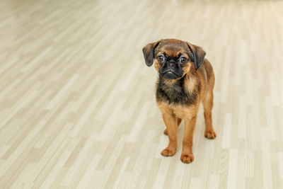 Portrait of a dog