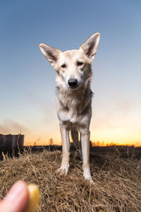 Portrait of dog on field against sky during sunset