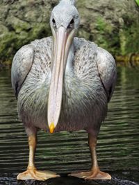Close-up of pelican perching on lake