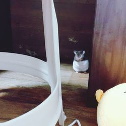 Close-up of cat sitting by window