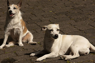 Portrait of a dog