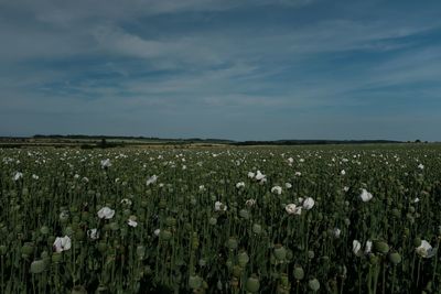 Scenic view of flowering field against sky