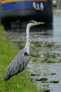 High angle view of gray heron on lake