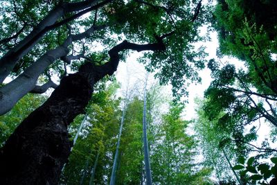 Low angle view of trees in forest