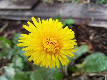 Close-up of yellow flower blooming outdoors