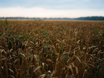 Crops growing on field against sky