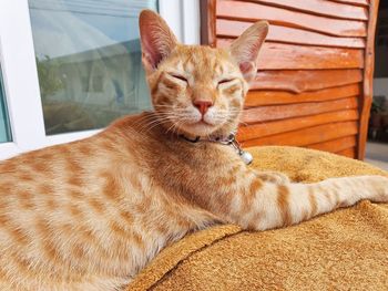 Close-up of a cat resting