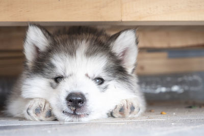 Close-up portrait of a dog resting