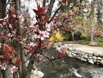 Close-up of cherry blossom tree