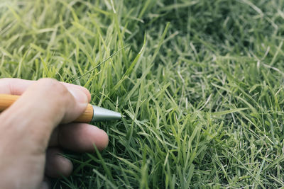 Hand holding grass in field