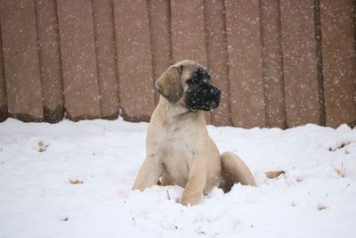 Dog sitting on snow