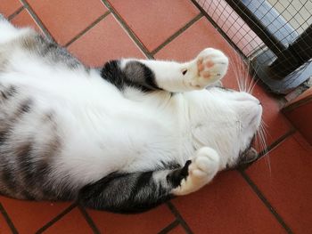 High angle view of cat sleeping on floor