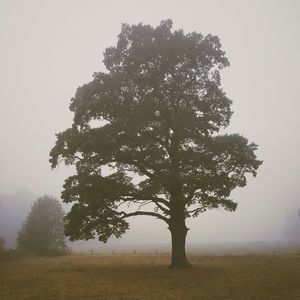 Trees on field in foggy weather