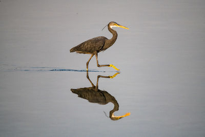 Bird perching on a lake