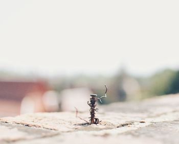 Nail mounted in wall against clear sky