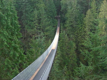 Footbridge in forest