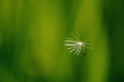 Close-up of dandelion seed in mid-air