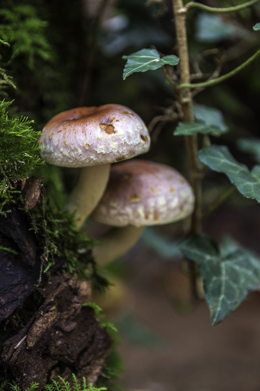 CLOSE-UP OF MUSHROOM GROWING ON LAND