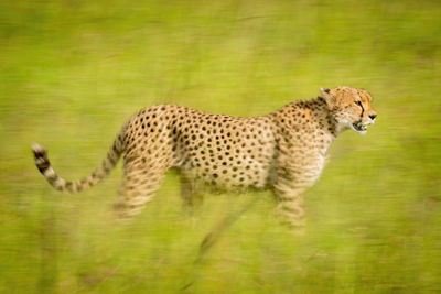 Slow pan of cheetah crossing sunny savannah