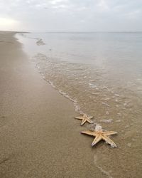 Aerial view of sea shore